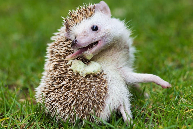 Почему сигареты, спирт и духи сводят ежей с ума?