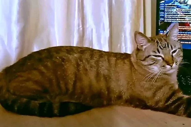 Кот-путешественник прошел 65 км, чтобы вернуться домой