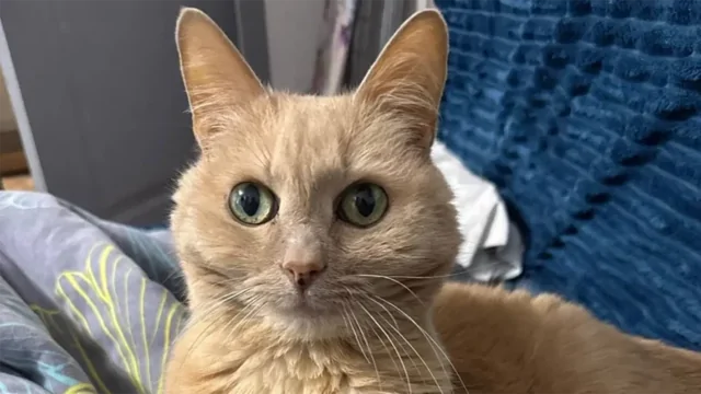 Хозяева бросили 11-летнего кота в&nbsp;московском аэропорту, улетая на&nbsp;ПМЖ в&nbsp;другую страну