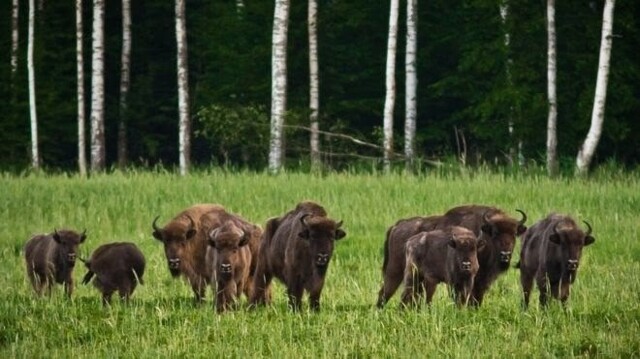 Животный мир Чернобыля