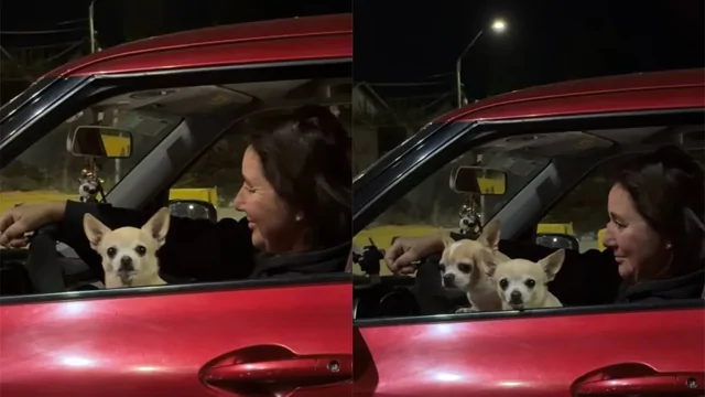 «Там не одна собака»: автомобиль оказался полон чихуахуа