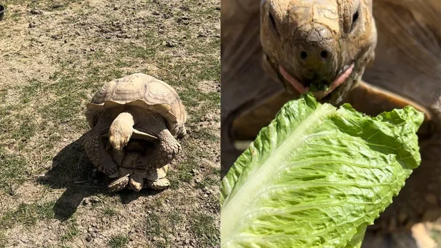 В зоопарке смотритель вмешался в «личный момент» черепах