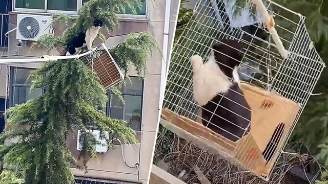 Семья спасла застрявшую кошку с помощью  необычной конструкции