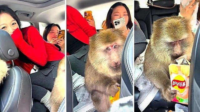 Обезьяна залезла в авто с туристками и утащила закуски