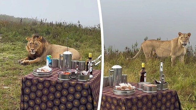 Неожиданные гости: львы прервали отдых туристов