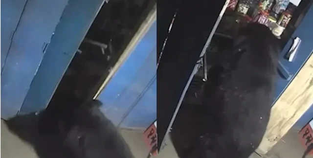 Медведь ночью устроил "ревизию" в магазине