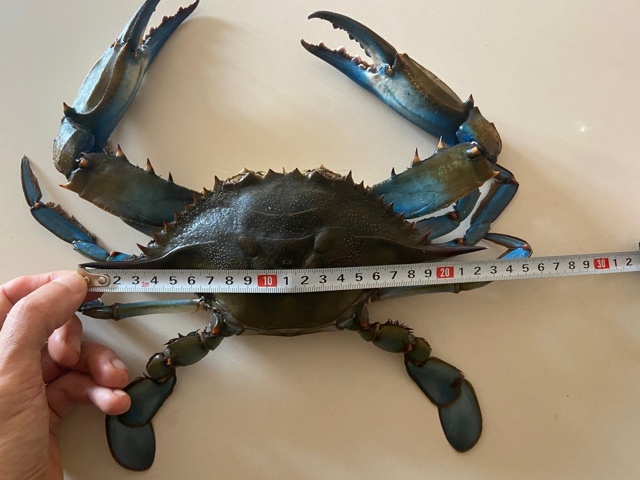 Синие крабы:  97% их смертей из-за нападений друг на друга в целях пропитания