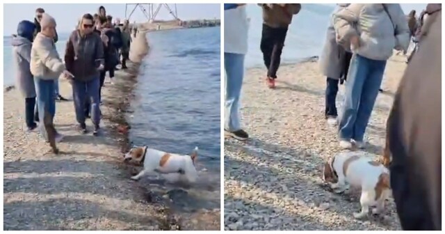 Пёс поймал рыбу