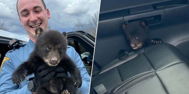 В Нью-Джерси полицейские спасли медвежонка, сидевшего в одиночестве на дороге