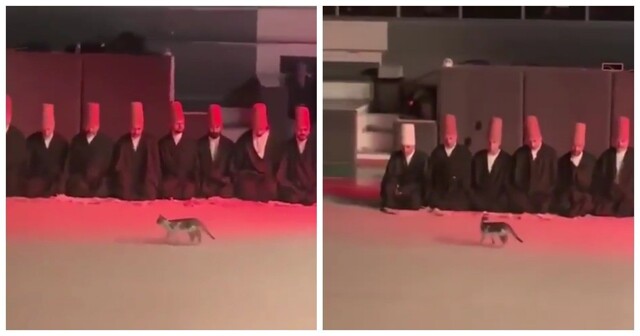 Кот на религиозной церемонии