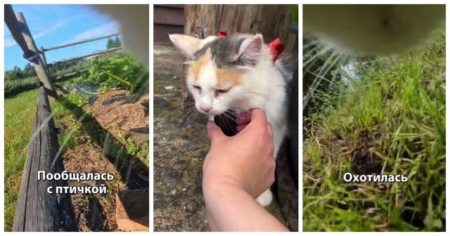 Насыщенные прогулки кошки