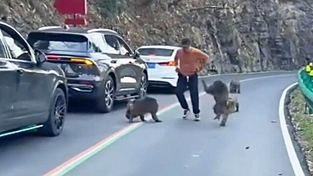 Когда милые обезьяны становятся нахальными: турист чуть не остался без штанов