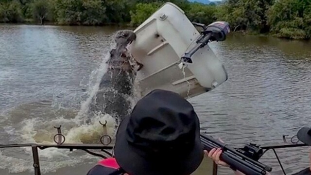 Разъярённый бегемот перевернул лодку с защитником животных в ЮАР