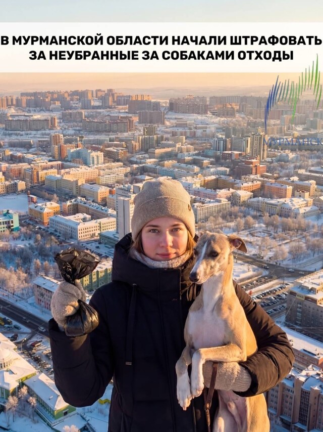В Мурманской области начали штрафовать за неубранные за собаками отходы