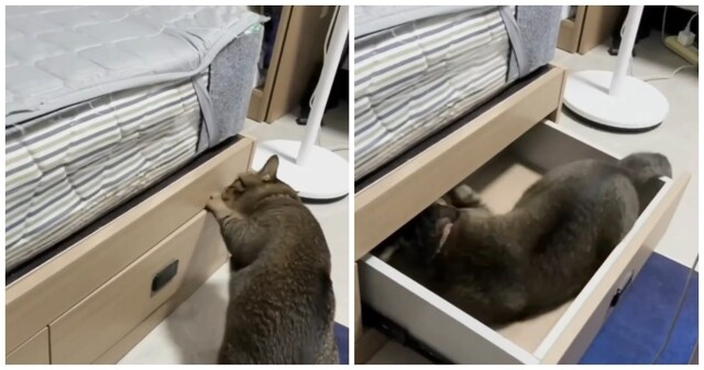Кот решил не испытывать судьбу