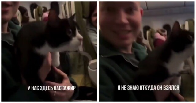Парень поймал кота, гулявшего по салону самолета