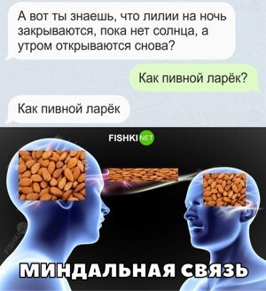 Картинка миндальная связь мем