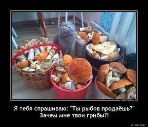 Я тебя спрашиваю "Ты рыбов продаешь?" Зачем мне твои грибы?!