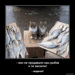 59591634316184 oni ne prodavali na demotions ru без кота жизнь не та фото с надписями новые