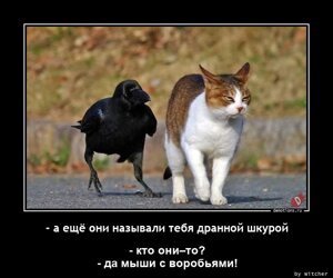 есть что нибудь смешное. Смотреть фото есть что нибудь смешное. Смотреть картинку есть что нибудь смешное. Картинка про есть что нибудь смешное. Фото есть что нибудь смешное