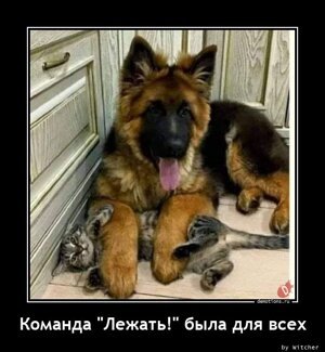 Команда "Лежать" была для всех
