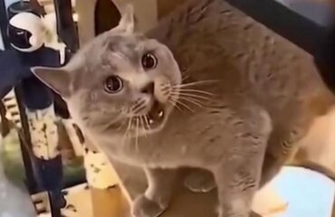 Музыканты со всего мира превратили видео с злобно мяукающим котом в хит сезона