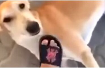 Собака атаковала провоцировавшую её девушку