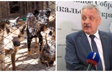 Депутат предложил отстреливать бродячих собак и "ставить к стенке" зоозащитников