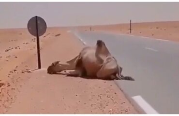Мужчина принёс воды изнывающему от жары верблюду