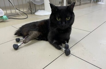 Ветеринары подарили вторую жизнь коту, который остался без лап