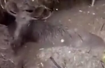 Рабочий спас лося, оказавшегося в яме с грязью