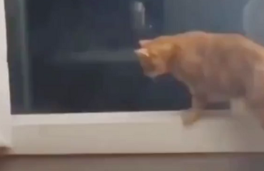 Коту не удалось застать пса врасплох