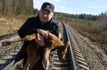 Участковый в Коми прошёл три километра с умирающим лосёнком на руках, чтобы спасти кроху