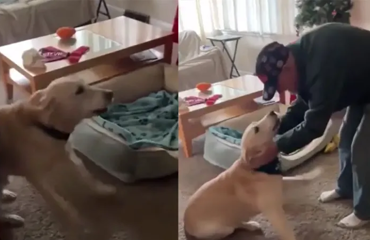 «Он здесь!»: на видео попала бесценная реакция пса на появление старого друга