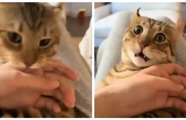 Женщина сломала кота