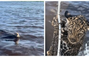 Рыбак выловил из воды и спас детёныша ягуара