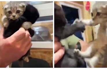 Котёнок не хочет покидать приют без своего брата