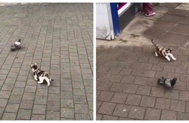 Котёнок вышел на охоту