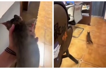 Девушка воспользовалась услугами уличного кота