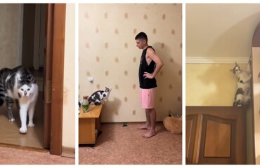 Оценка кота в жанре "тыгыдык": научный подход с юмором