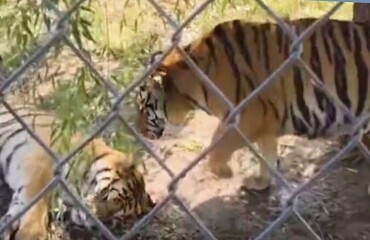 Крадущийся тигр повеселил посетителей зоопарка
