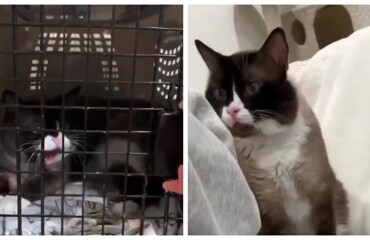 Кота хотели усыпить из-за агрессивного поведения, но девушка сделала невозможное