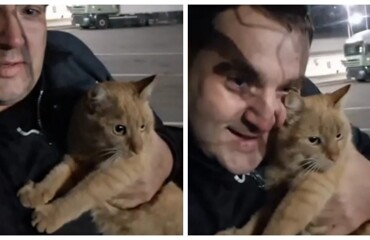 Дальнобойщик развелся с женой из-за пропавшего кота