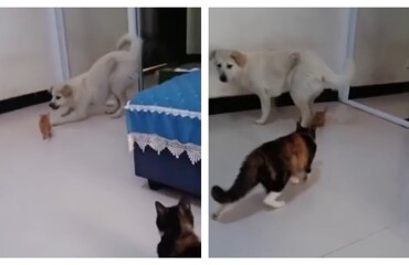 Кошка подумала, что пёс обидел котенка