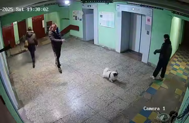 «Ты держи собаку свою, а то она не доедет»: неадекват швырнул чужого пса в стену за то, что тот гавкнул