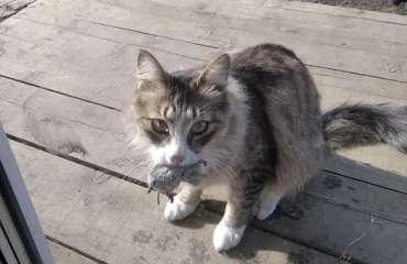 Реальные истории, подтверждающие высокий интеллект и развитую интуицию домашних питомцев