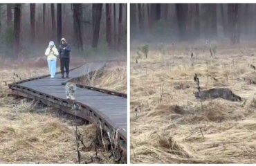 Рысь перекусила во время прогулки
