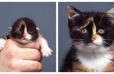 Таймлапс взросления котёнка