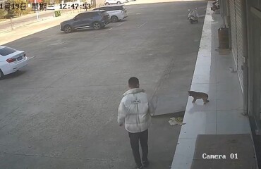 Парень пожалел, что решил обидеть собаку