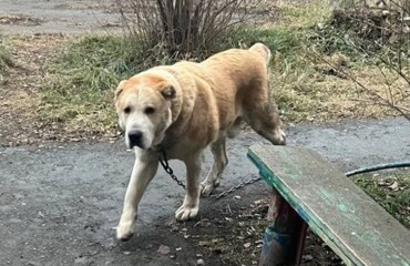 В Сухом Логу полицейский застрелил агрессивного алабая и стал жертвой травли зоозащитников